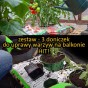 Uprawa warzyw w doniczkach spinanych na balkonie ? HIT 2023