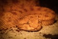 Pokaz karmienia jadowitych węży w Wild Life - Reptarium